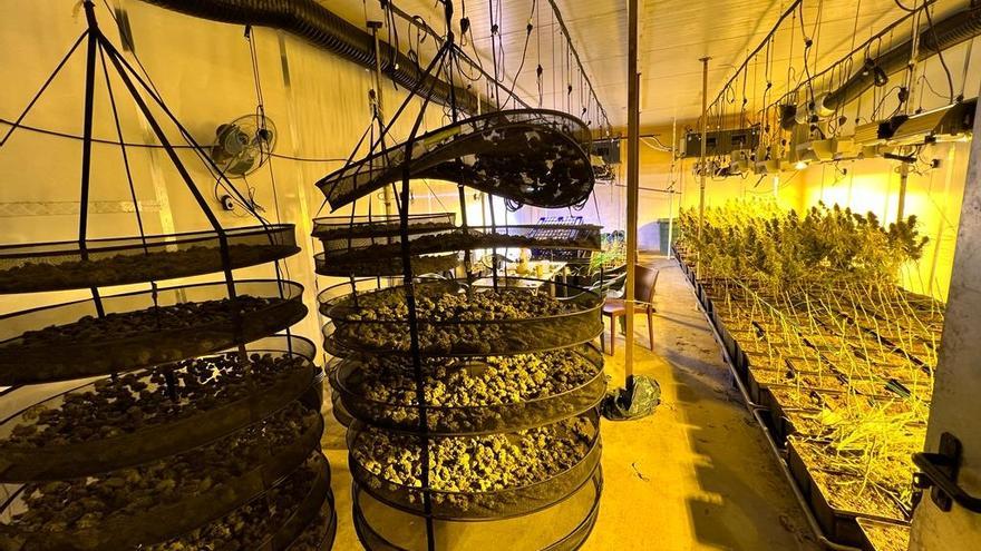 Els Mossos desmantellen tres plantacions de marihuana en dos dies al Bages i a l&#039;Anoia