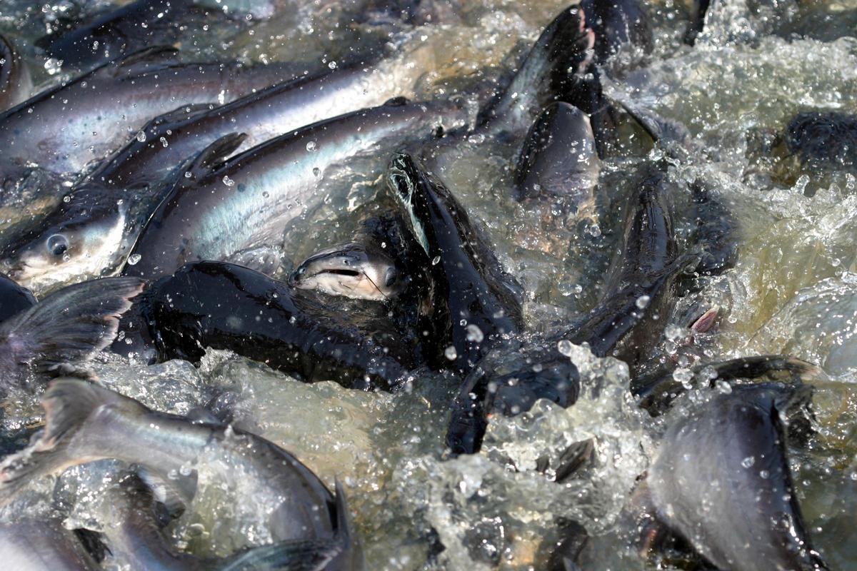 Convención alerta del declive de peces de agua dulce migratorios y pide una acción coordinada