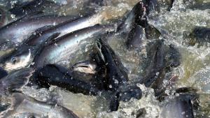 Convención alerta del declive de peces de agua dulce migratorios y pide una acción coordinada