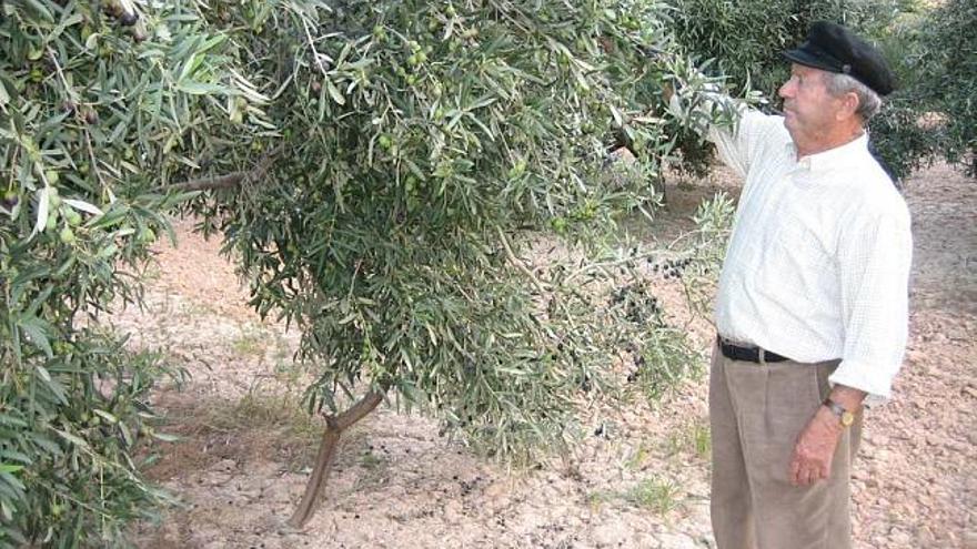 El crevillentino Manuel Perea muestra las ramas de sus árboles repletas de aceitunas