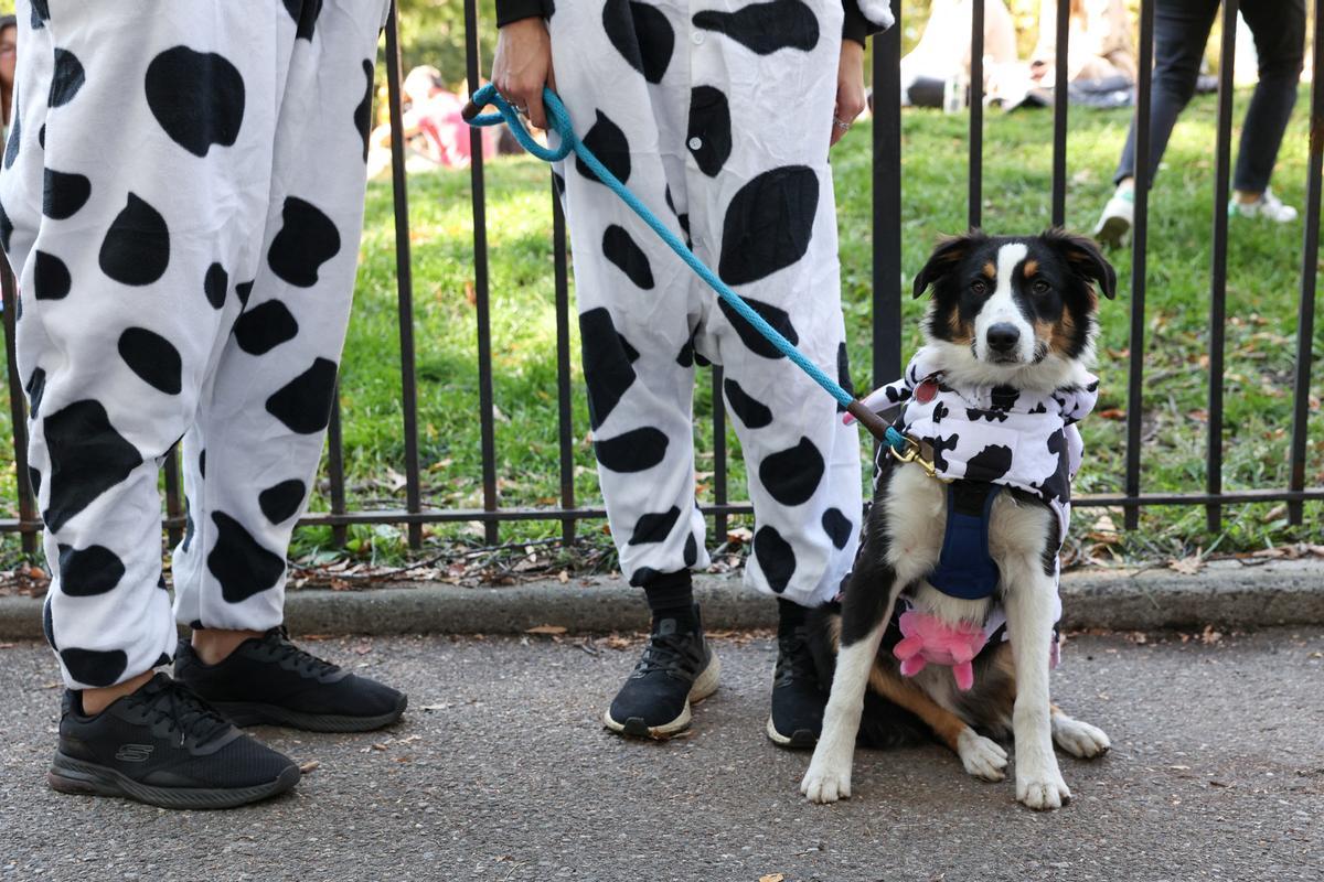 Desfile de disfraces de Halloween para perros en Nueva York