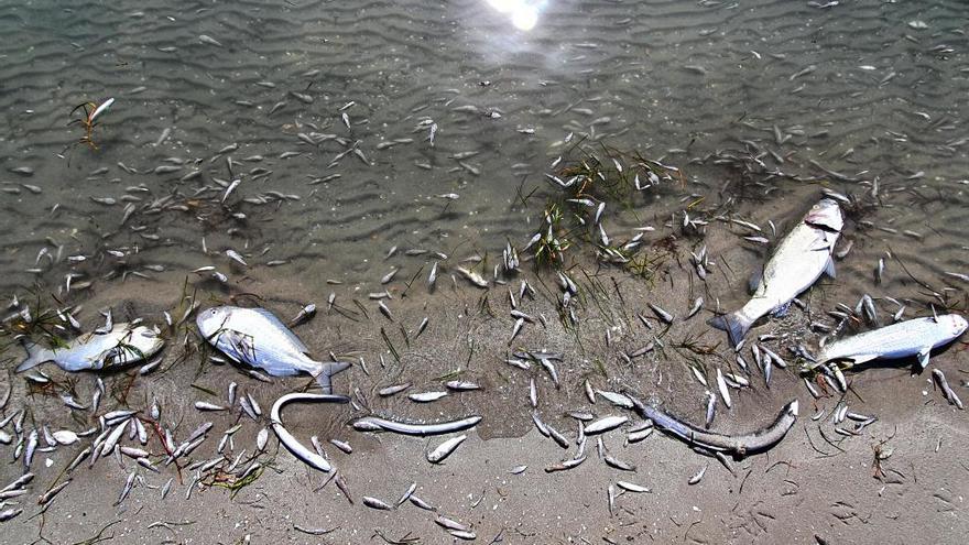 Peces muertos durante el episodio de anoxia que sufrió el Mar Menor.