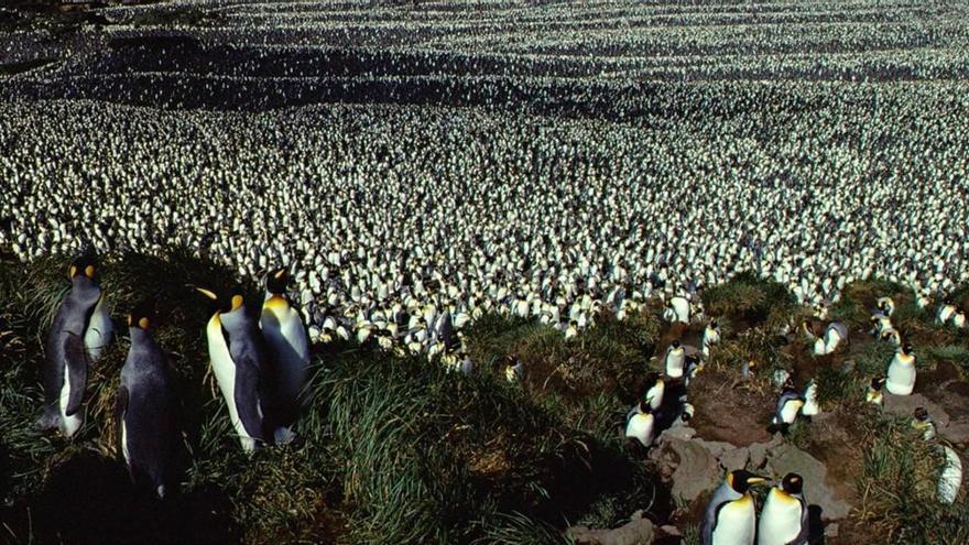 ¿Por qué se ha reducido un 90% la mayor colonia de pingüinos rey del planeta?