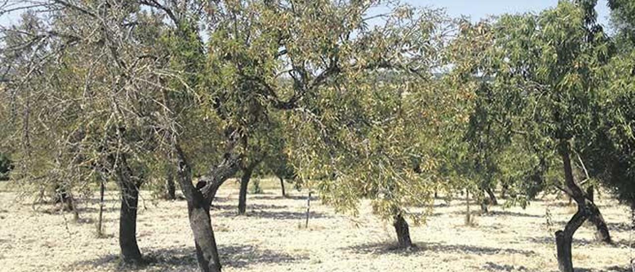 Plantación de almendros en la zona de Santa Margalida.