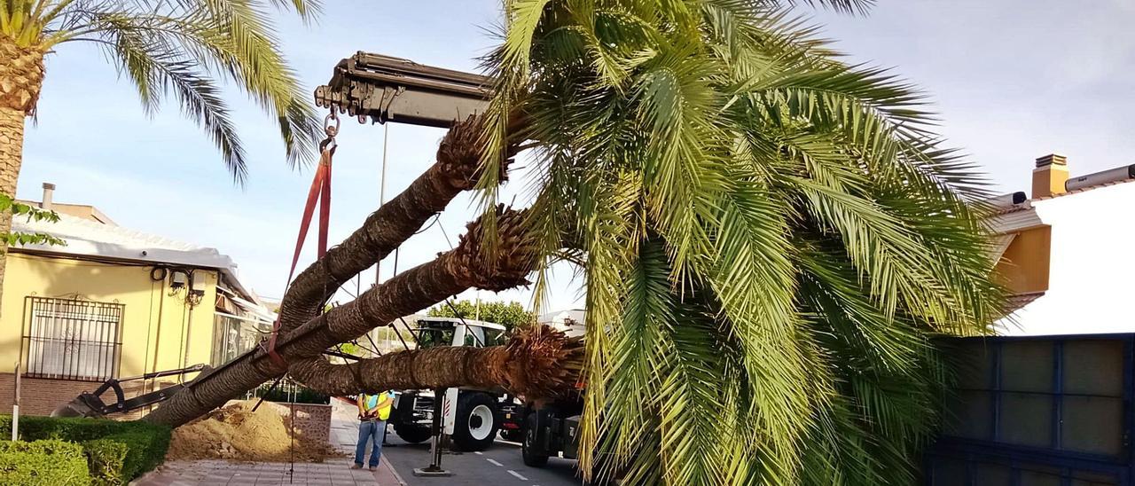 La palmera, en el complicado momento de ser extraída del lugar donde se ubicaba en la plaza de la Trinidad desde hacía 50 años. | INFORMACIÓN