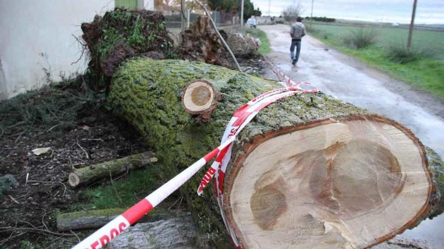 Los bomberos trocean un gran árbol que cayó sobre el camino del Camping