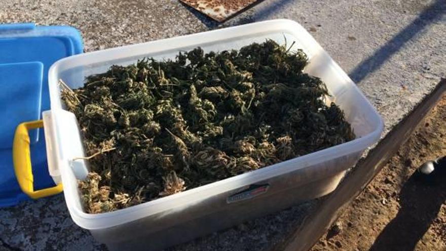 La policía de Alzira requisa 1,5 kilos de marihuana oculto en una zona rural