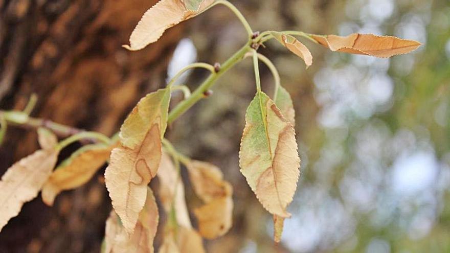 Editan una guía para reconocer la Xylella