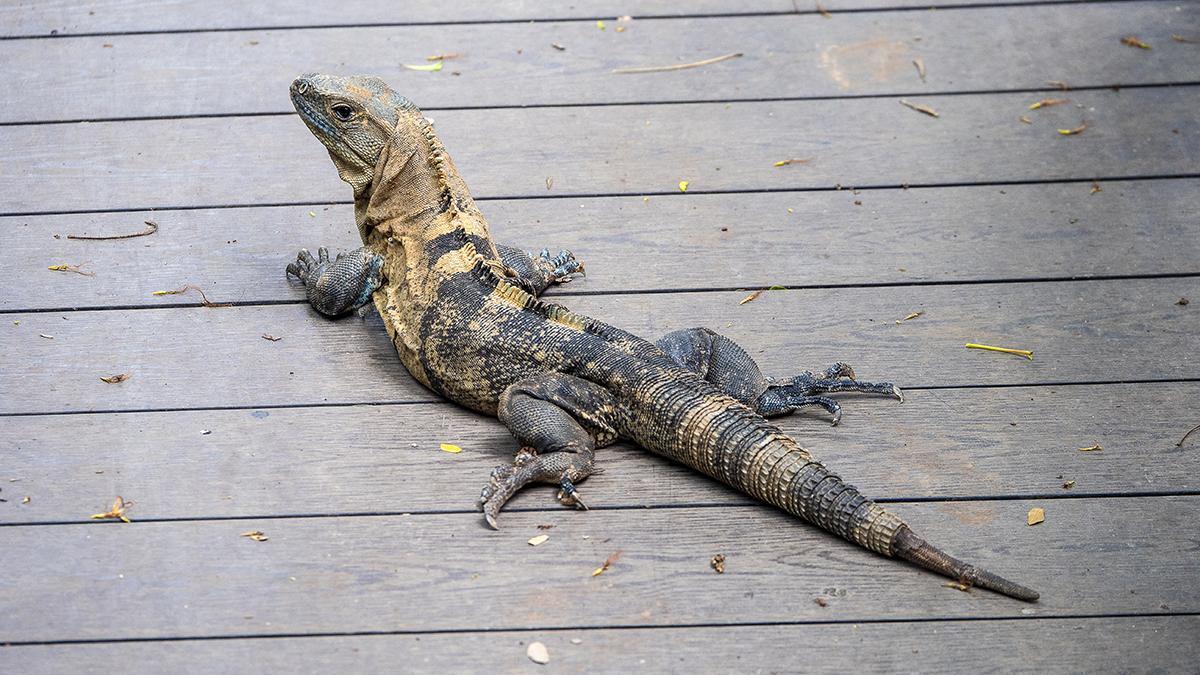 Las iguanas son visitantes habituales de los jardines del hotel.