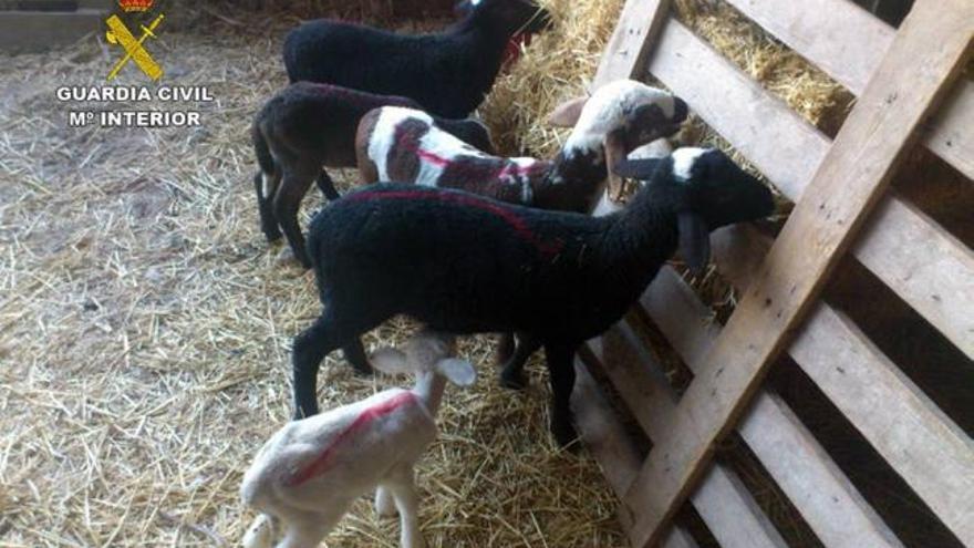 Los animales fueron recuperados de una finca de Puerto Lumbreras.