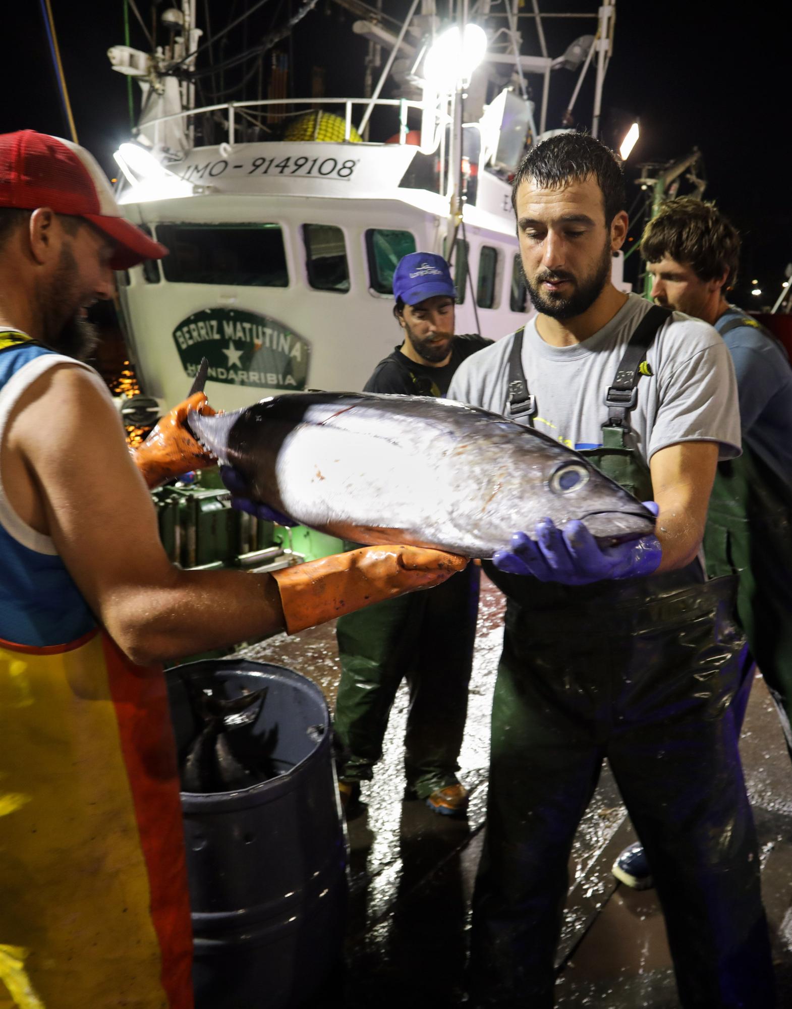 El Musel acoge la mayor descarga de bonito en un solo día de su historia: 119.850 kilos