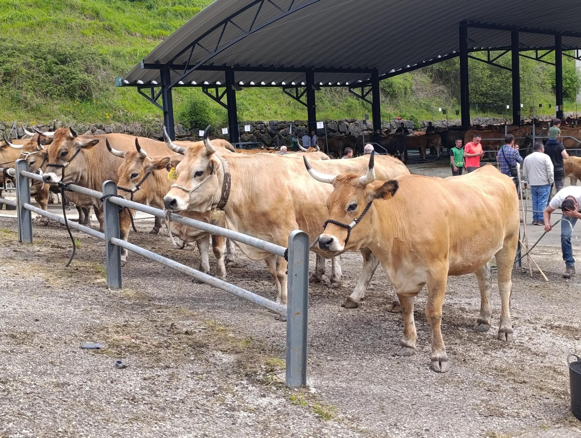 El XXXI Certamen-Exposición de Asturiana de los Valles de Teverga, en imágenes