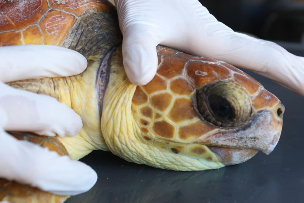 Tortugas rescatadas en aguas de Baleares