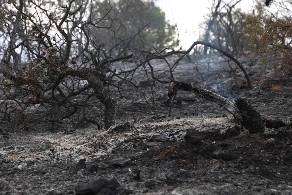 El Infoca trabaja en la extinción del incendio de Las Jaras en la sierra de Córdoba