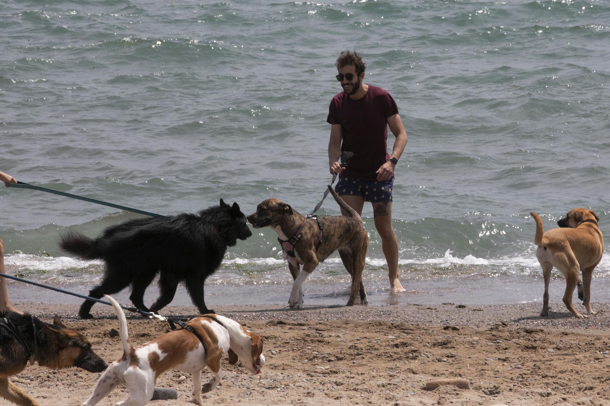 PLAYAS CANINAS Estas Son Las Playas Para Ir Con Perros En La Comunidad playas-caninas-estas-son-las-playas-para-ir-con-perros-en-la-comunidad