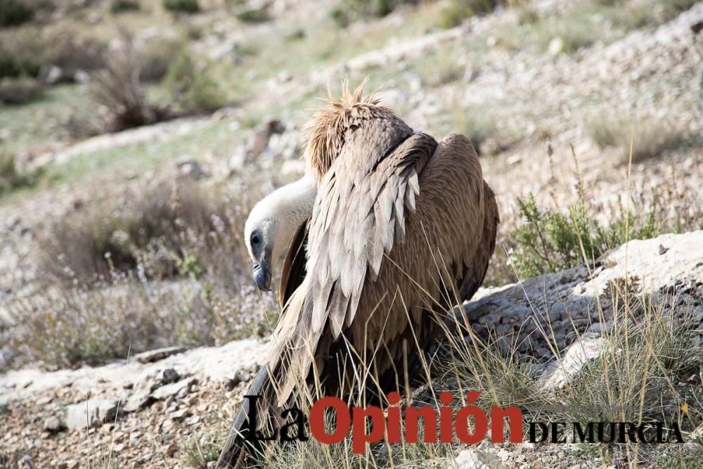 Liberan un Buitre Leonado en la Sierra de Mojantes