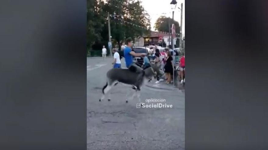 Una mujer es atropellada en una carrera de burros