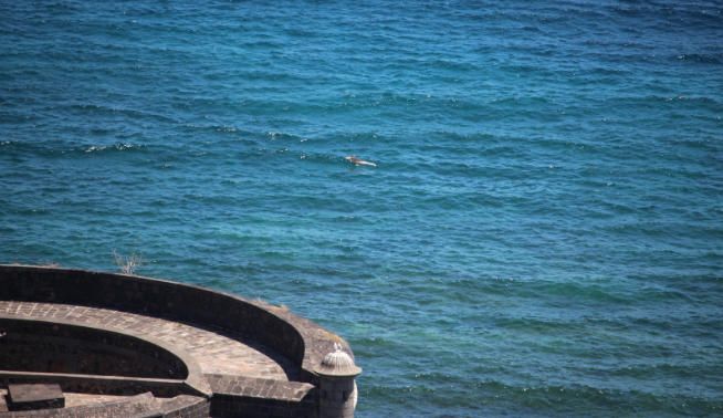 Encuentra el cadáver de un delfín flotando