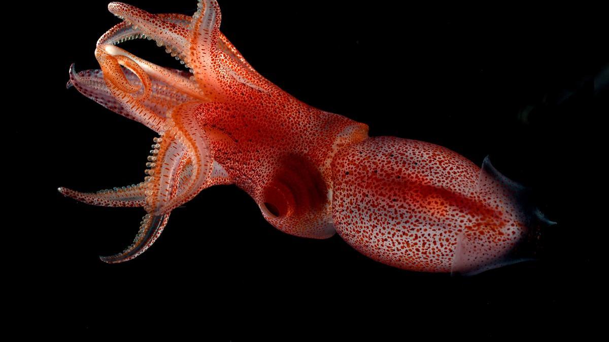 El increíble calamar fresa