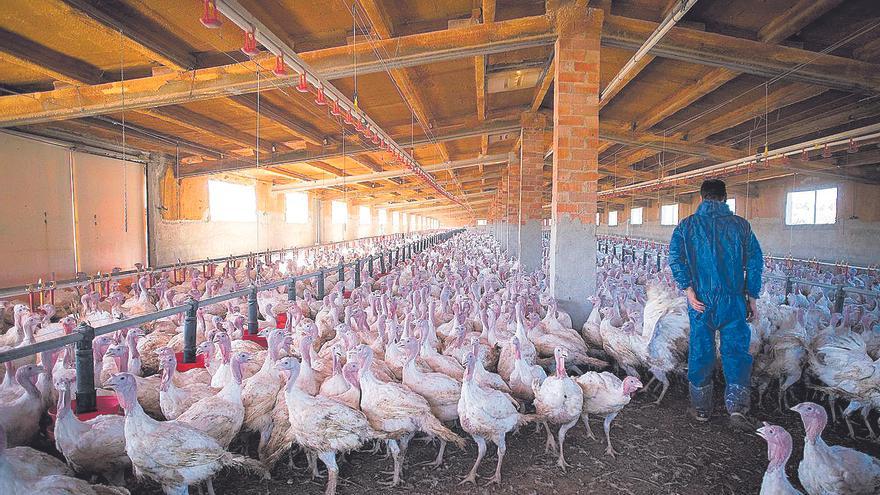 Europa clausura las casetas municipales de animales muertos y cada granja de Castellón deberá tener la suya