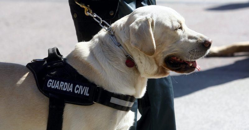 La Guardia Civil rinde homenaje a la Virgen del Pilar, su patrona.