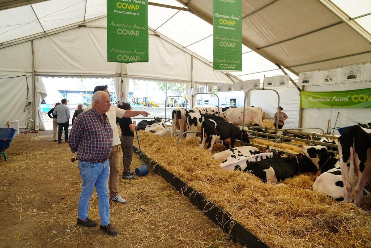 Ganado vacuno de leche que puede verse en la Feria Agroganadera.