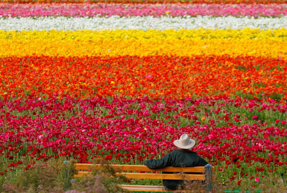 A visitor looks at the Flower Fields at Carlsbad ...