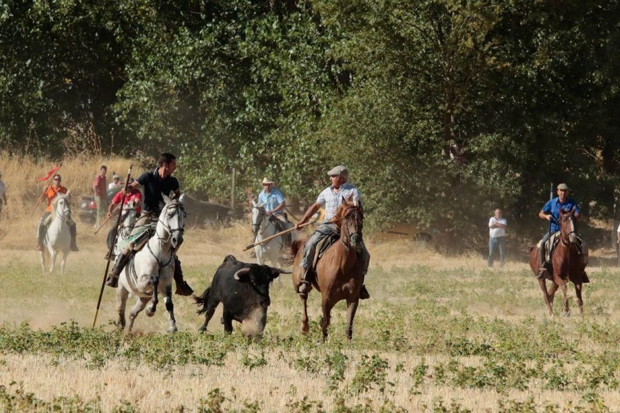 Fiestas en Zamora: Encierro en El Pego