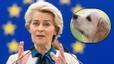La UE endureix les normes per als propietaris de gossos i gats: el nou requisit obligatori que arriba a l’abril