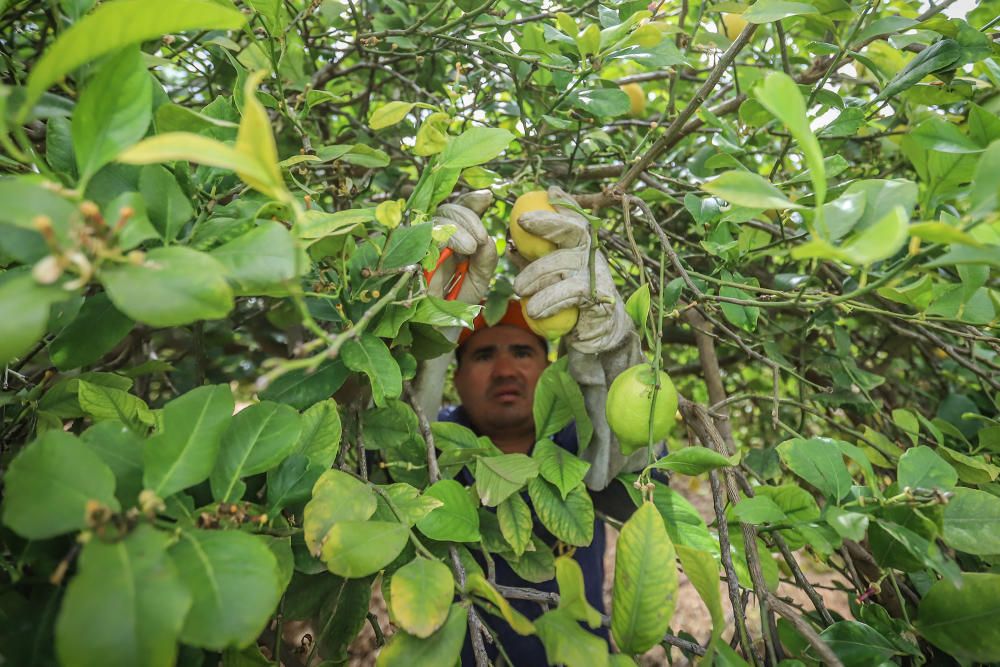 Subsaharianos, sudamericanos y magrebíes afincados en la Vega Baja desde hace tres décadas garantizan la recogida de cosechas de cítricos. Un trabajo que los españoles no han querido asumir.