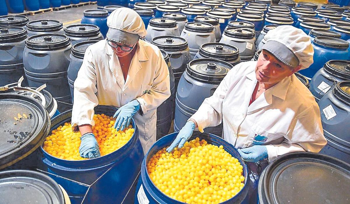 En el centro, Thais Mantaut (izquierda) y Karina Bernasconi, junto a bidones con cerezas sumergidas en dióxido de azufre.