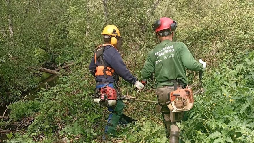 Los pescadores desbrozan varios accesos al río Asneiro y urgen la retirada de basura