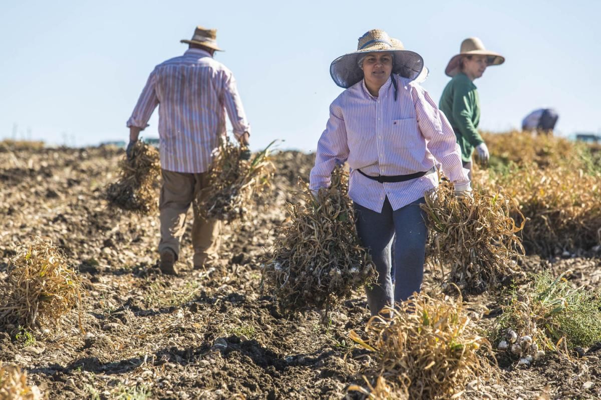 Fotogalería / De la tierra a la mesa; el ajo cordobés