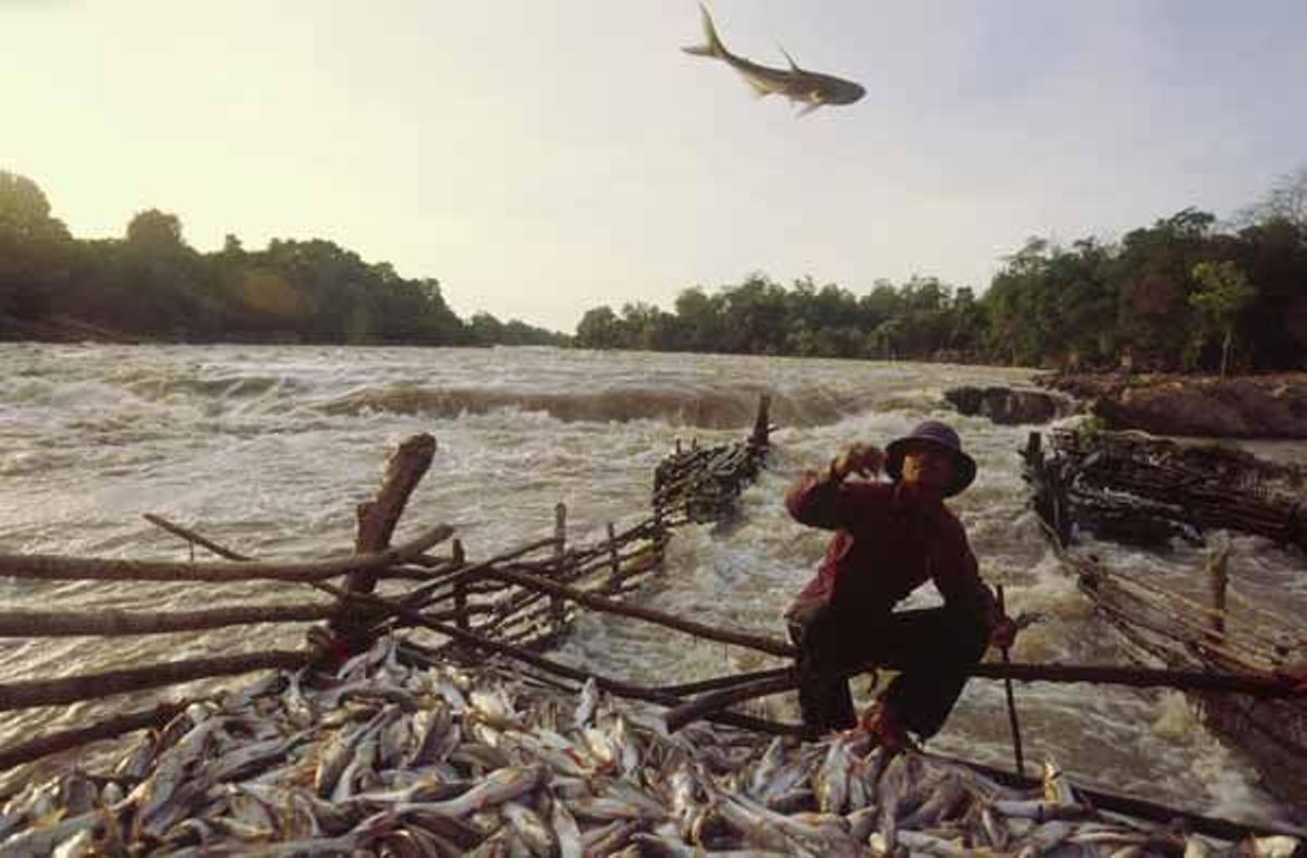 Un pescador lanza un pez gato del río Mekong en una &quot;trampa&quot; durante la migración de los peces en julio. Esta &quot;trampa&quot; se denomina Lo Kok Ma y es construida antes de la migación.