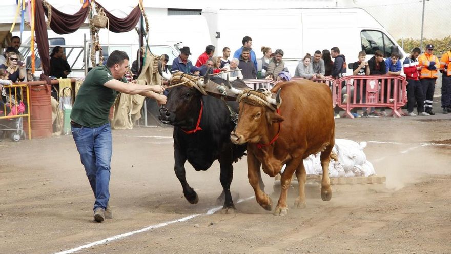Tacoronte suspends the acts of San Antonio Abad