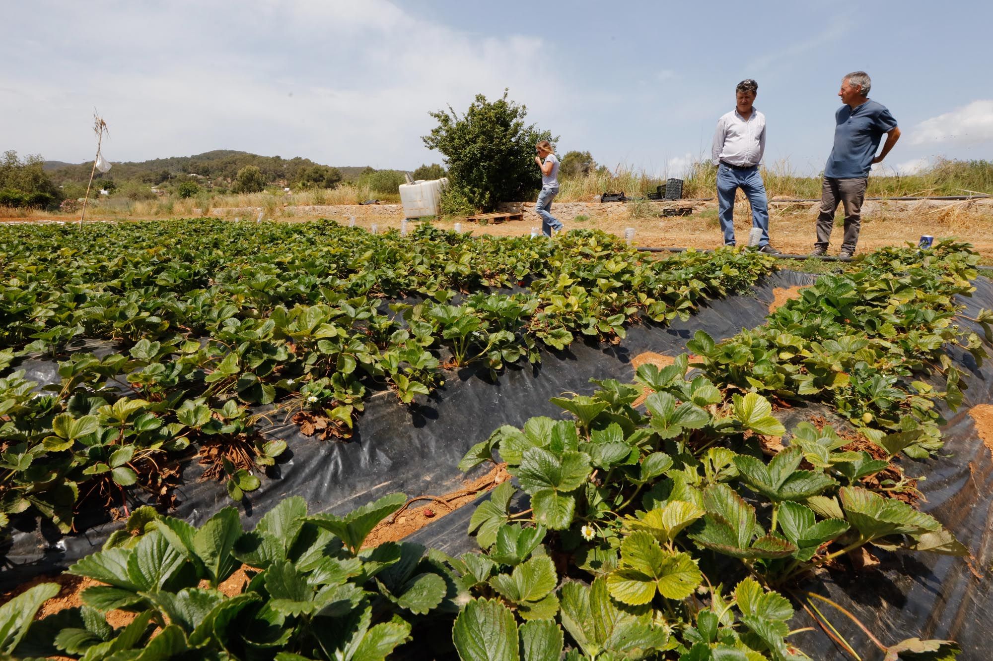 Visita guiada a la finca hortícola de Can Pol en Ibiza