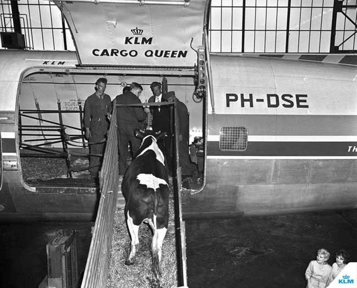 Transporte de animales a bordo de los aviones de KLM en 1961