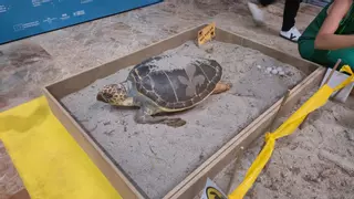 Una tortuga boba a escala real llega al Museo de la Ciencia de Murcia