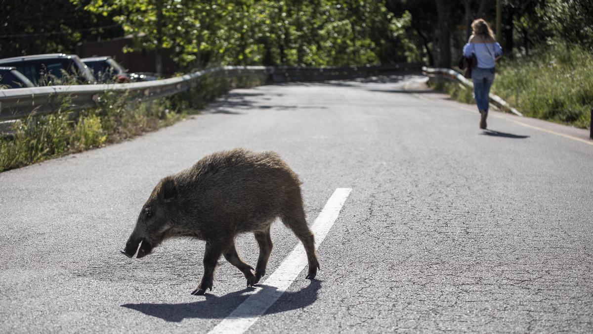 Un jabalí cruza una carretera cerca de Les Planes.