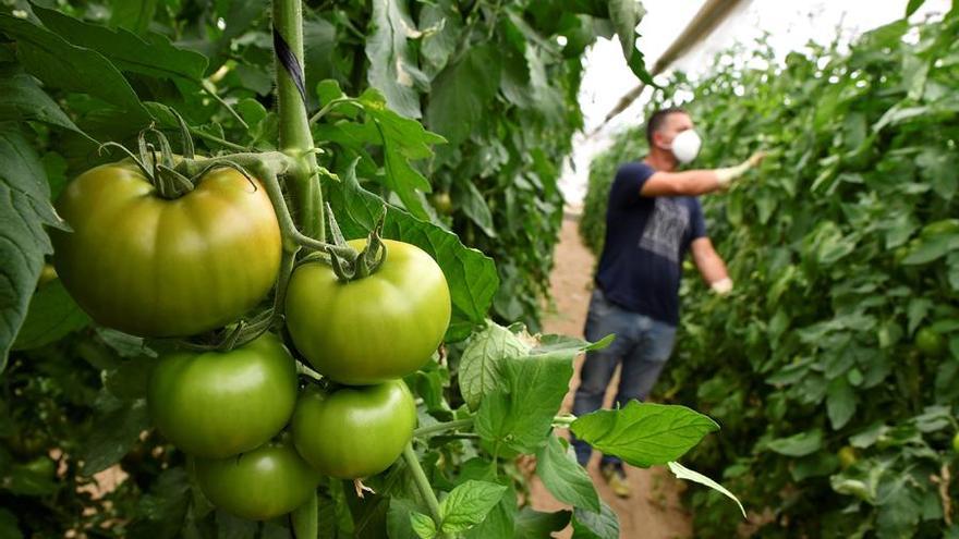 Cultivos en una producción tomatera