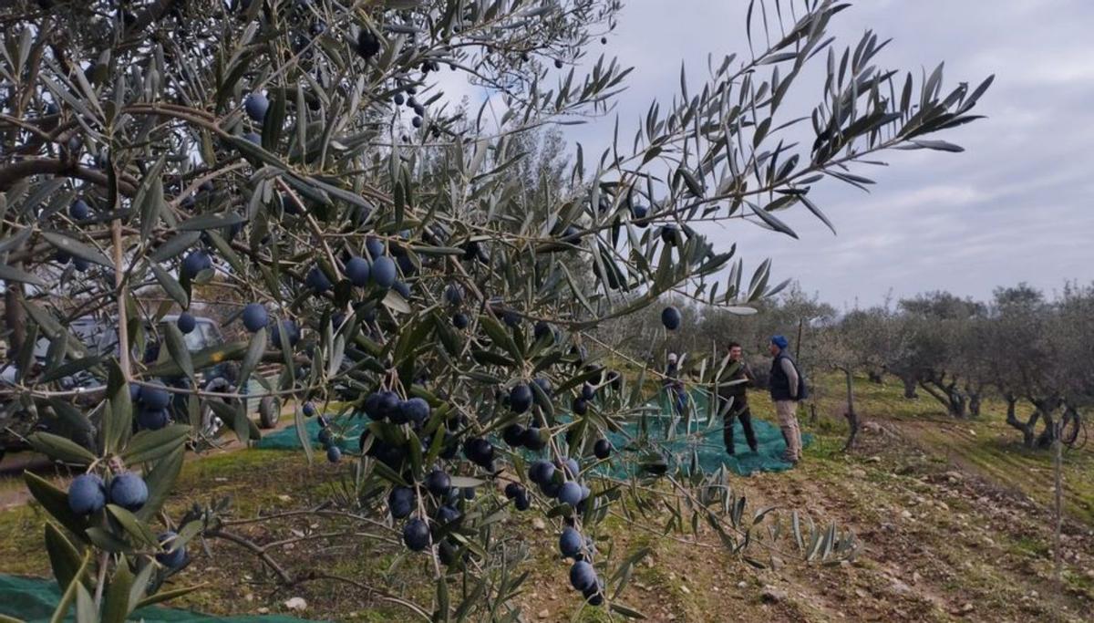 Las aceitunas a punto de ser recogidas del árbol. | O. P.