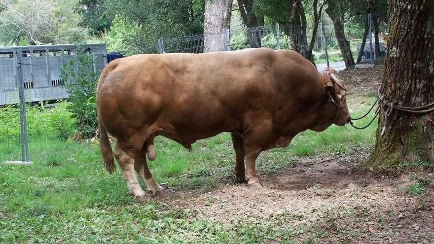 Uno de los bueyes que pesa 1.400 kilos.