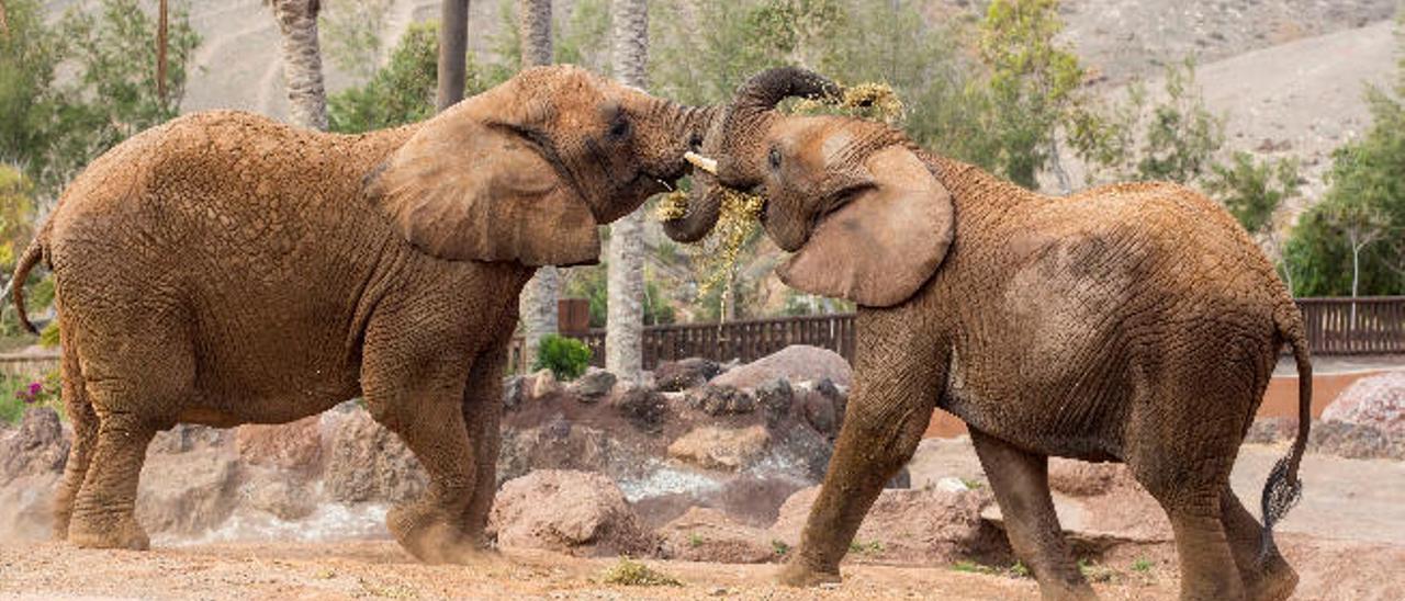 Dos de los elefantes africanos que se encuentran en el Oasis Park juegan en su recinto.