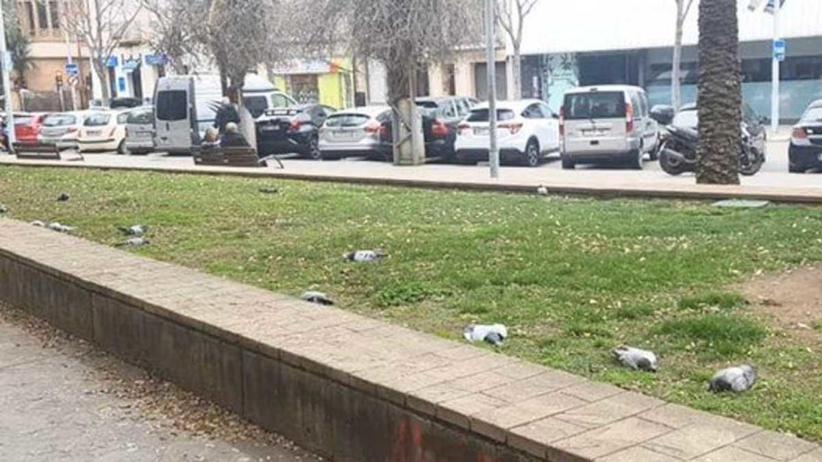 Los cuerpos de varias palomas muertas en el barrio de Pep Ventura de Badalona