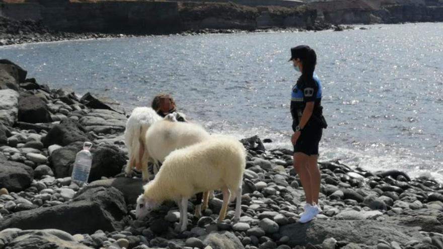 Saca a pasear a sus ovejas en la zona del Lloret