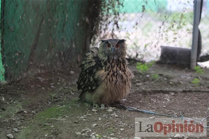 Las Águilas del Sol de Puerto Lumbreras piden ayud