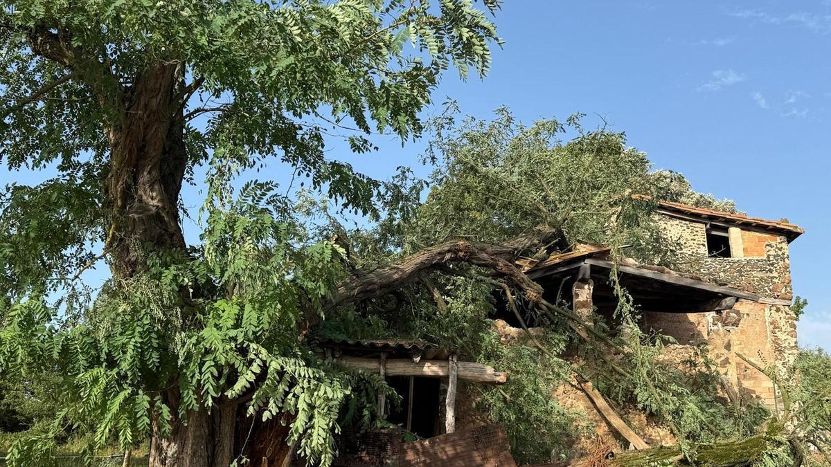 Imatge on es veu l'arbre a sobre del porxo de la masia de Batet de la Serra