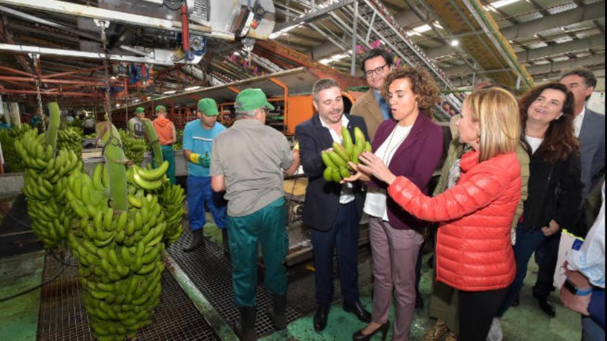 Dolors Monserrat durante su visita una cooperativa de plátanos.