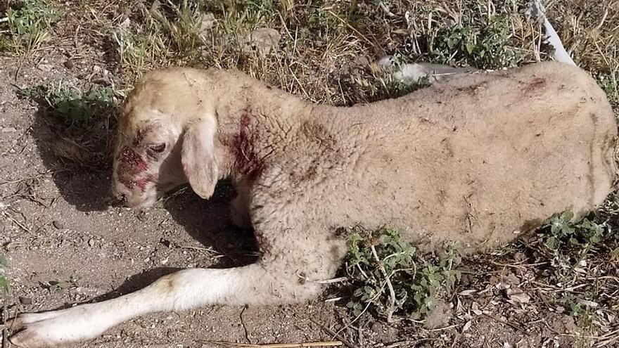 Ataque de perros en Formentera