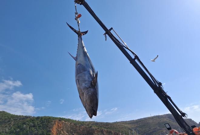 Actividad frenética en el puerto de Xàbia: las imágenes de la descarga de los atunes